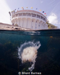 Jelly fish photographed at the Casino Point in Catalina I... by Brent Barnes 